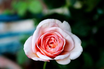 Close-up of rose against blurred background