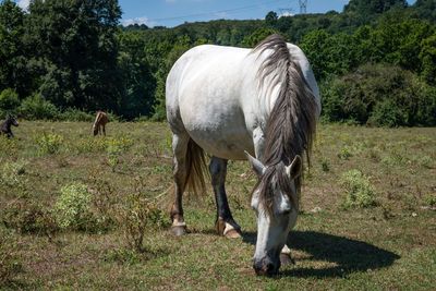 Horse grazing on field