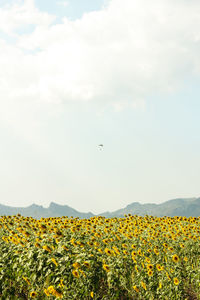 View of yellow flowering plants on field against sky