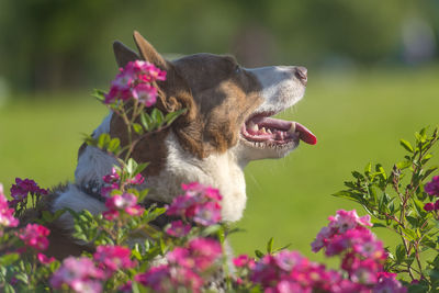 Close-up of a dog on flower