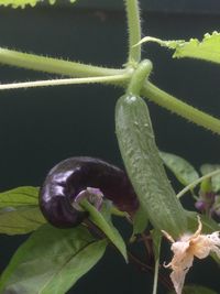 Close-up of plant