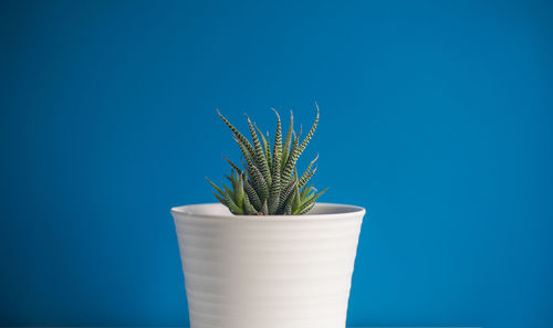 Close-up of potted plant against blue background
