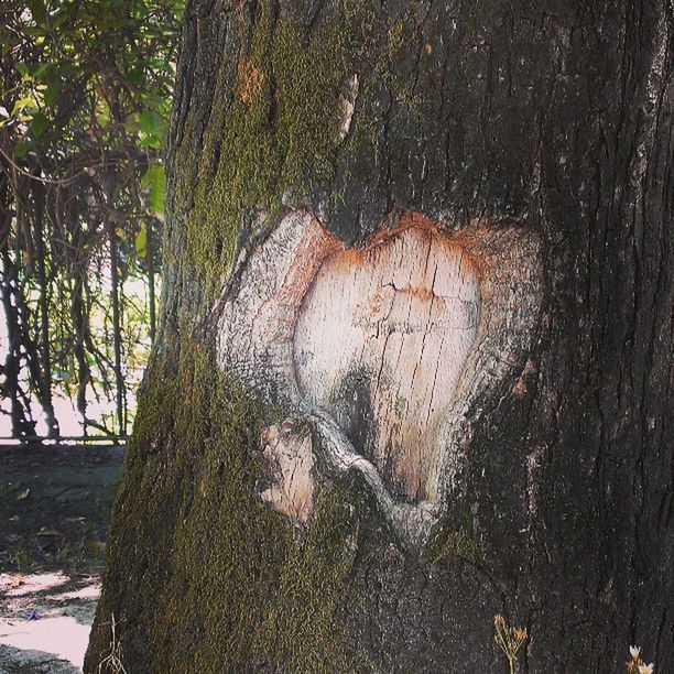 close-up, textured, weathered, old, tree, wood - material, deterioration, damaged, wall - building feature, tree trunk, run-down, art, art and craft, day, outdoors, abandoned, rusty, no people, creativity, obsolete