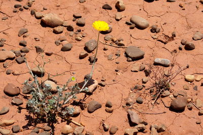 Plants growing in desert