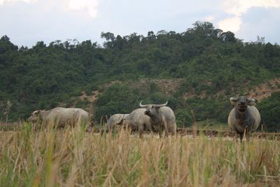 Cows grazing on grassy field