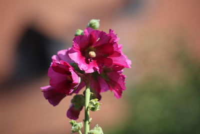 Close-up of pink flowering plant