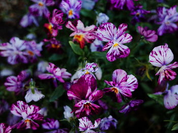 Close-up of purple flowering plants