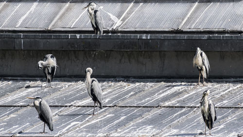 View of birds perching on roof