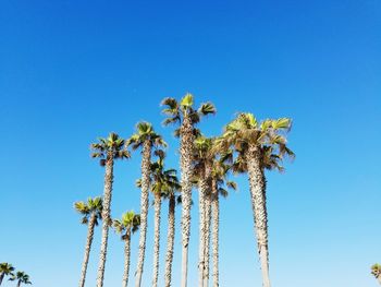 Low angle view of palm trees against clear blue sky