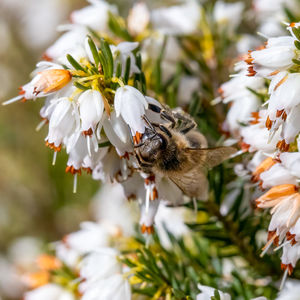 Close-up of bee on flower