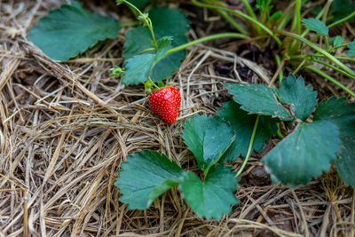 Strawberry in the garden starts to bear fruit. fresh green strawberries, farm leaves, strawberries,