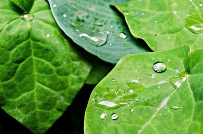 Close-up of water drops on leaves