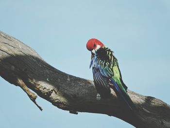 Low angle view of bird perching on tree