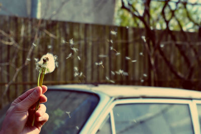 Cropped image of person holding flower