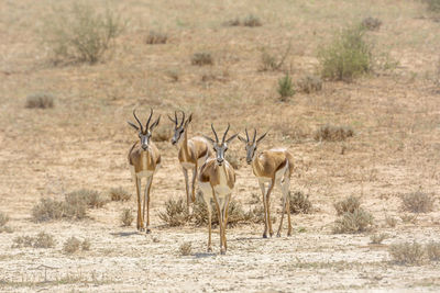 Antelopes standing on field