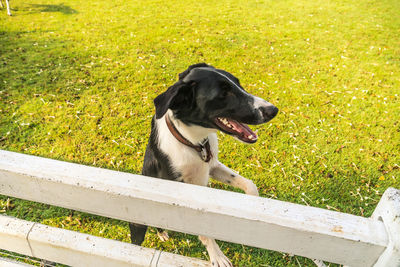 High angle view of dog rearing by fence on field