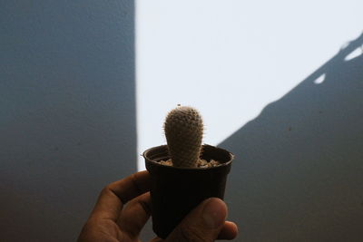 Close-up of hand holding cactus against wall