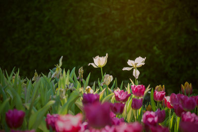 Close-up of pink flowering plants on field