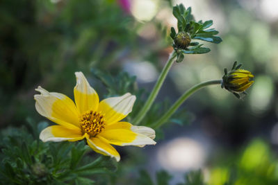 Close-up of honey bee on yellow flowering plant