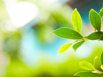 Close-up of plant