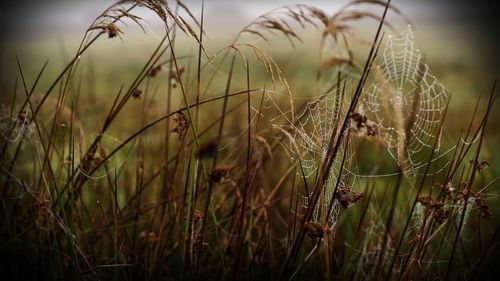 Close-up of grass on field