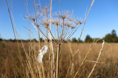 Close-up of crops on field against sky