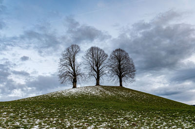 Low angle view of tree on field against sky