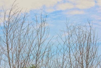 Low angle view of bare tree against sky