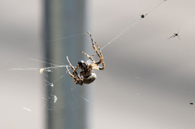 Close-up of spider on web