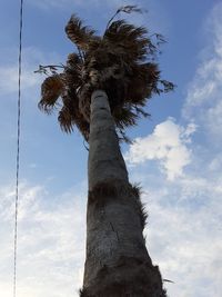 Low angle view of palm tree against blue sky