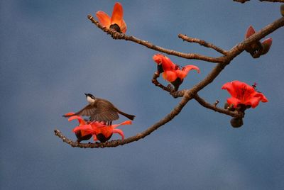 Low angle view of red bird flying against sky