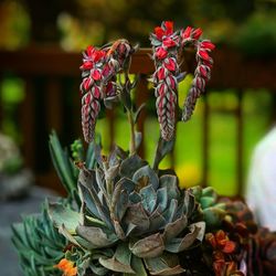 Close-up of succulent plant and flowers