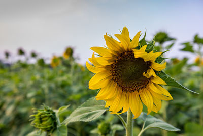 Close-up of yellow sunflower on field