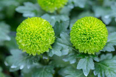 Close-up of green flowering plant