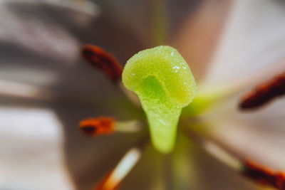 Close-up of plant growing outdoors