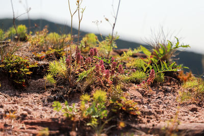 Close-up of plants growing on field