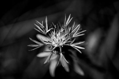 Close-up of flower plant