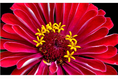 Close-up of pink flowers blooming outdoors