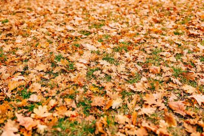 Full frame shot of autumn leaves on land