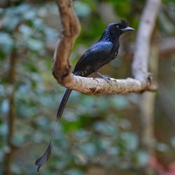 Close-up of bird perching on branch