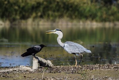 Bird perching on a lake