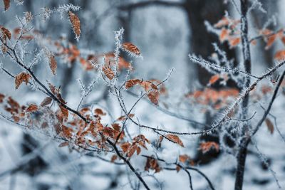 Cold snow in the forest 