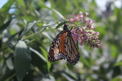 Close-up of butterfly pollinating on flower