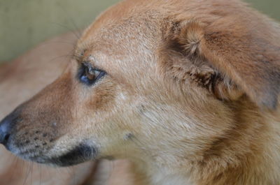 Close-up of dog