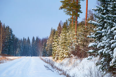 A beautiful pine forest in sunny winter day. snowy scenery of northern europe.