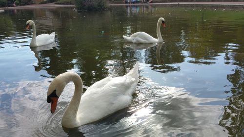 Swan floating on water