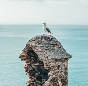 Seagull perching on sea against sky