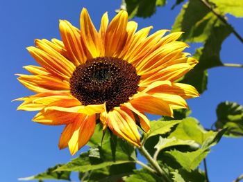 Close-up of sunflower against sky