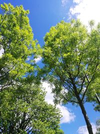 Low angle view of tree against sky