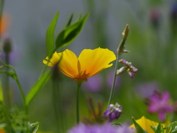 Close-up of yellow flowering plant on field